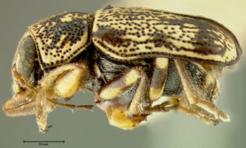 Media type: image;   Entomology 24987 Aspect: habitus lateral view